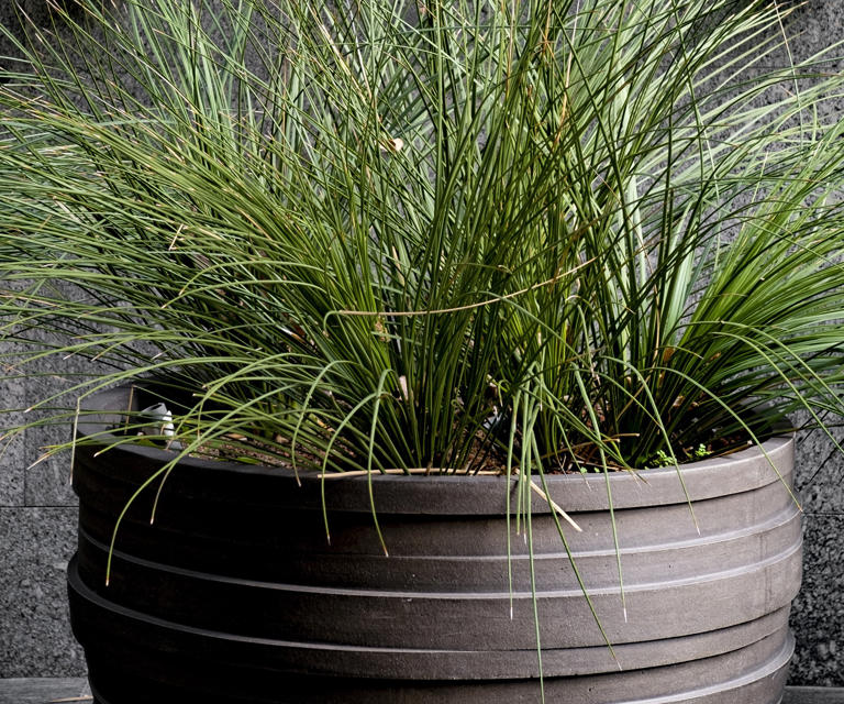 Plants For Privacy On A Balcony – Grasses, Shrubs And Climbers To 