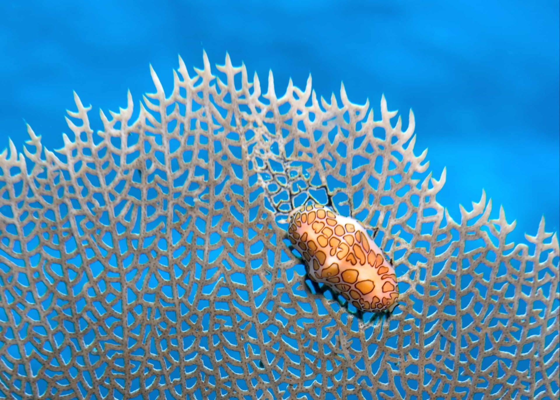 The ocean's most beautiful creatures