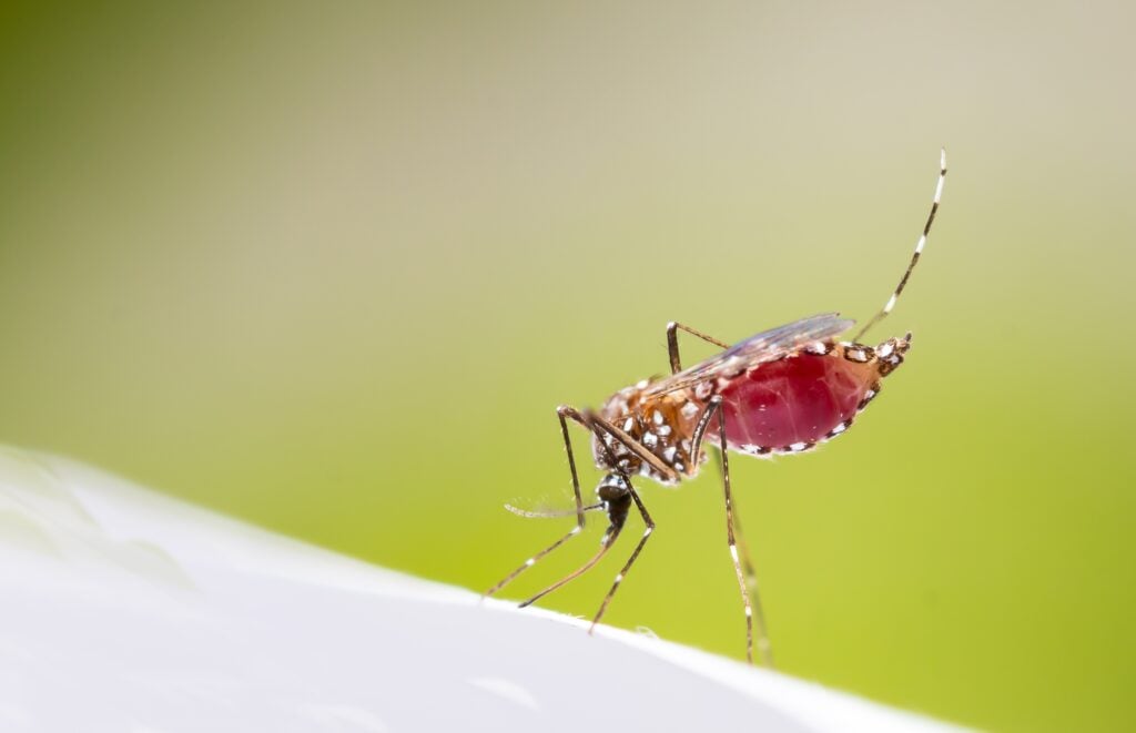 moustiques tigres : pour être protégé cet été, agissez dès maintenant !