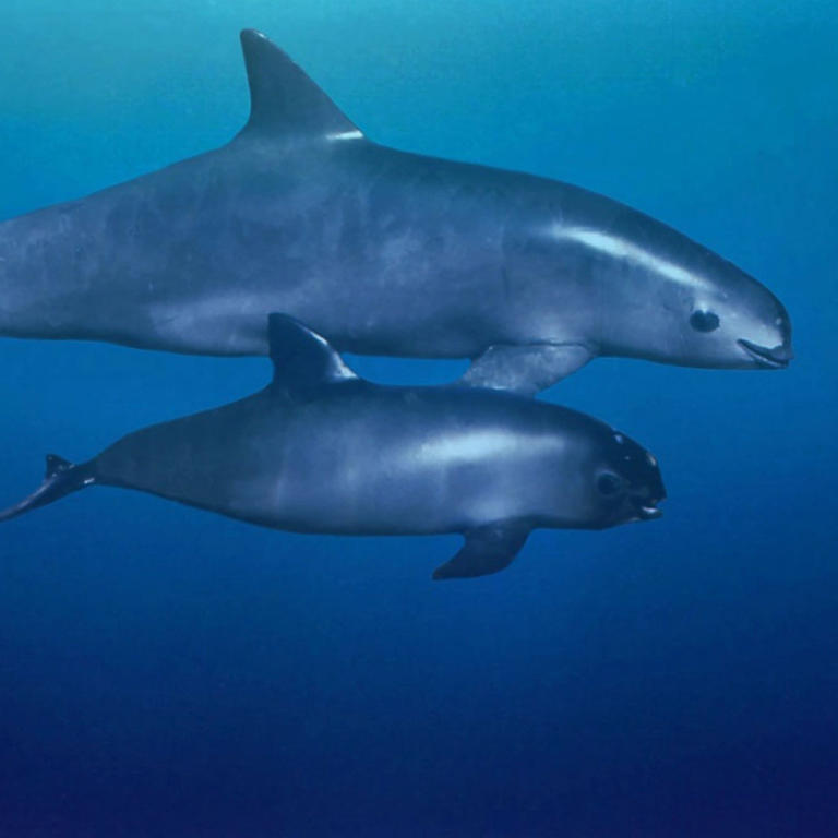 De calamares a peces: este es el gusto en la alimentación de la vaquita ...