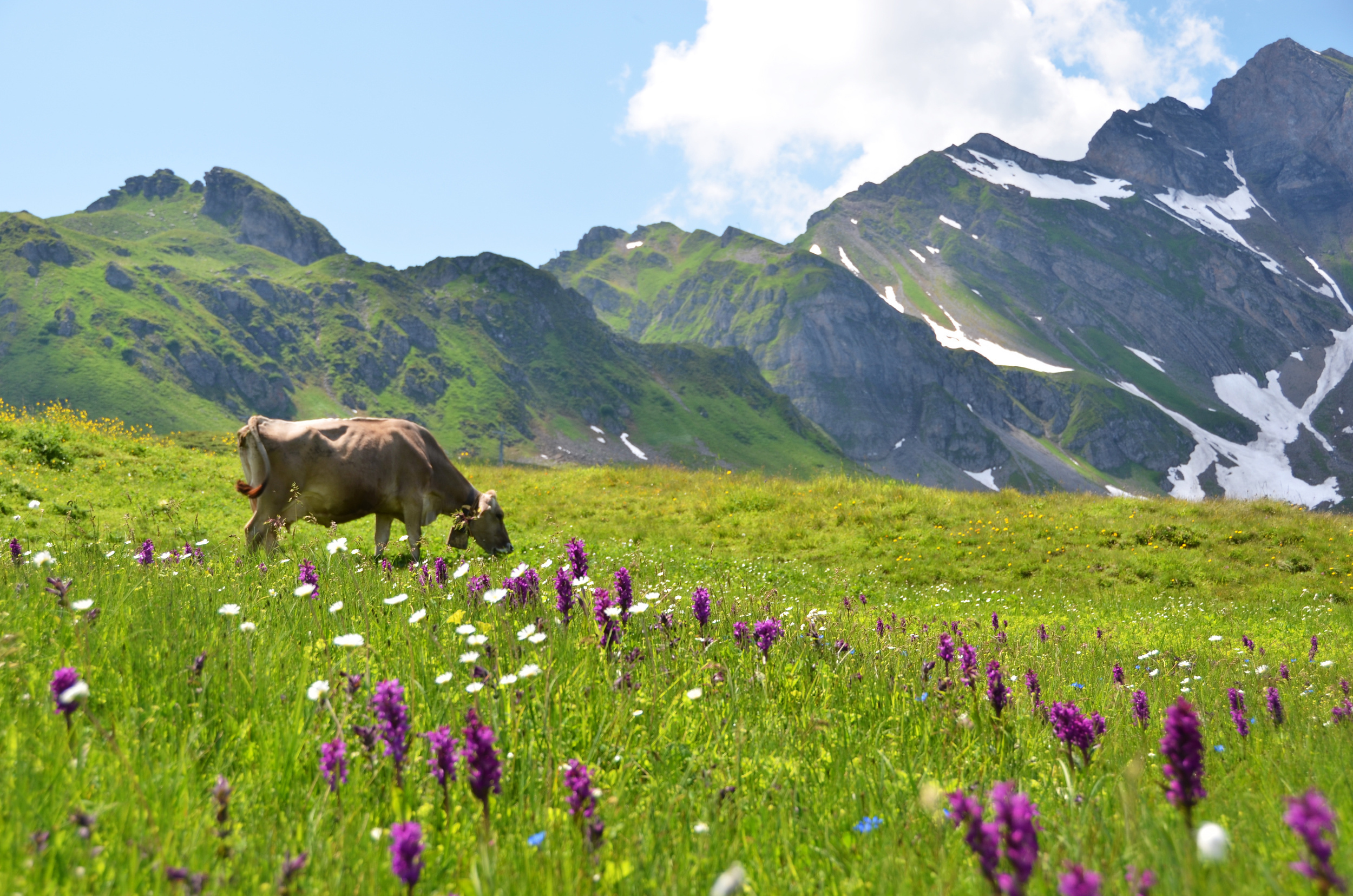 <p>Switzerland’s mountains are known as a hiking paradise, and in late spring, trekkers will be able to enjoy an explosion of wildflowers while exploring the peaks.</p><p><a href='https://www.msn.com/en-us/community/channel/vid-cj9pqbr0vn9in2b6ddcd8sfgpfq6x6utp44fssrv6mc2gtybw0us'>Follow us on MSN to see more of our exclusive lifestyle content.</a></p>