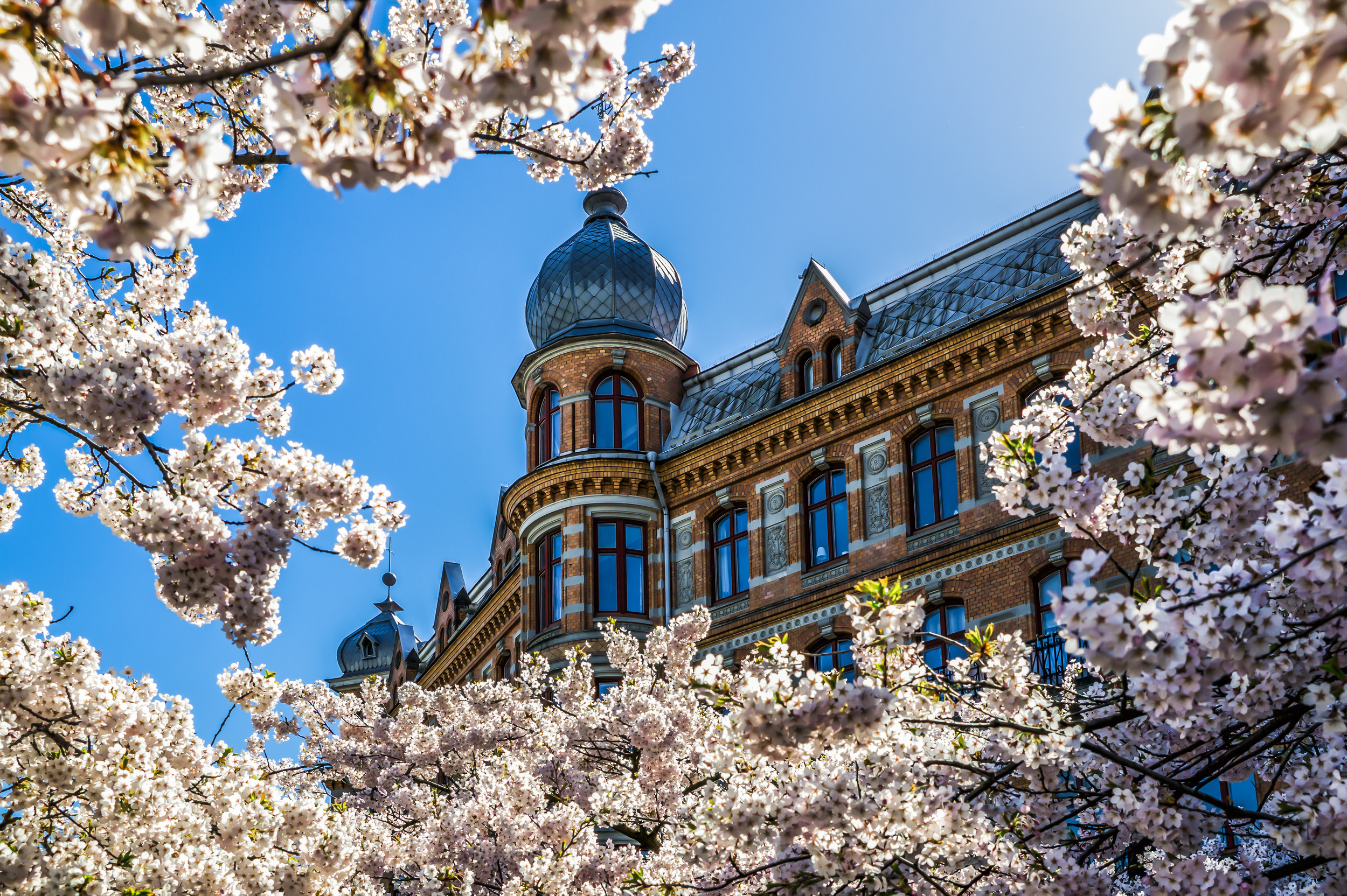 <p>If you want to catch cherry blossoms in Europe and still need to cross Scandinavia off your list, then don’t miss Gothenburg! The West Coast’s largest city is full of trees that bloom every year. As this is northern Europe though, the blossoms come a bit later, usually in May.</p><p><a href='https://www.msn.com/en-us/community/channel/vid-cj9pqbr0vn9in2b6ddcd8sfgpfq6x6utp44fssrv6mc2gtybw0us'>Follow us on MSN to see more of our exclusive lifestyle content.</a></p>