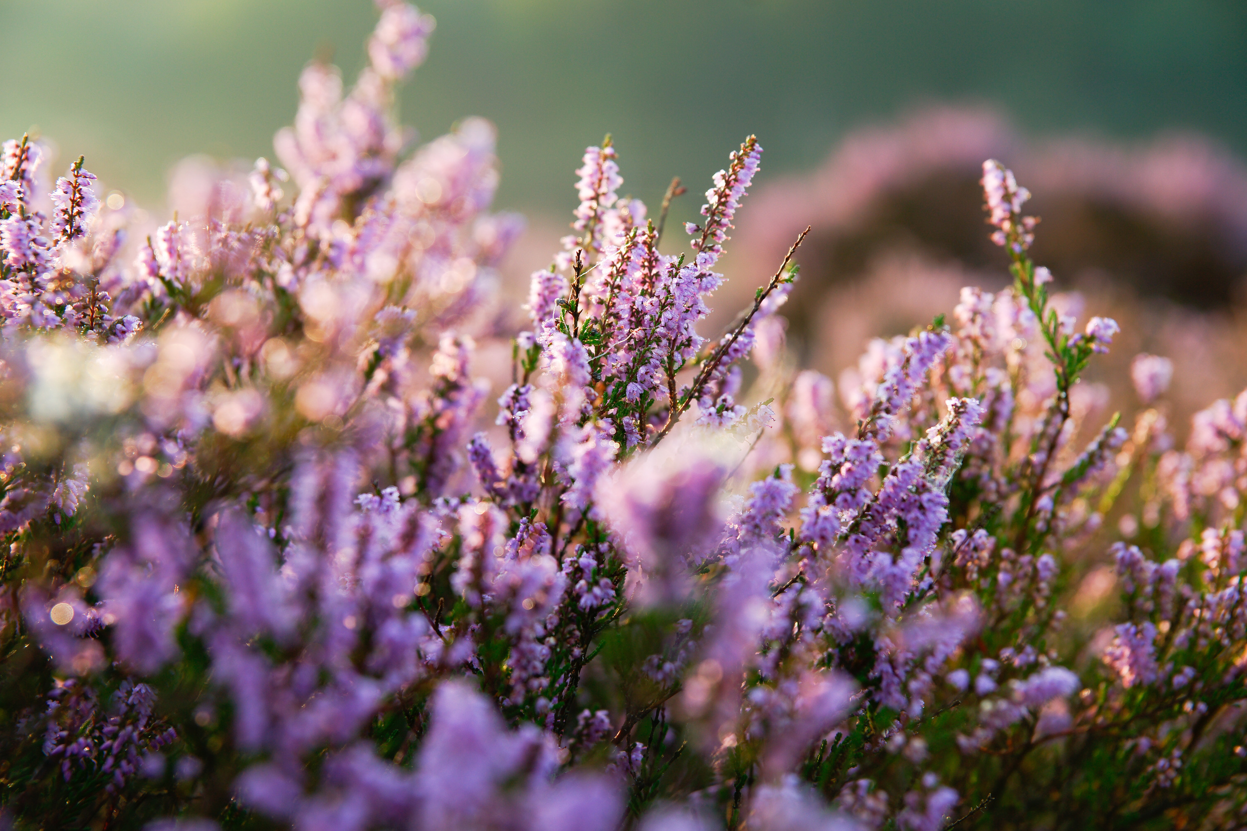 <p>In the far north of Denmark, spring arrives a bit later. But when it does, heather sprouts up to give the entire region a whimsical feel that is perfect for long walks as the seasons change.</p><p><a href='https://www.msn.com/en-us/community/channel/vid-cj9pqbr0vn9in2b6ddcd8sfgpfq6x6utp44fssrv6mc2gtybw0us'>Did you enjoy this slideshow? Follow us on MSN to see more of our exclusive lifestyle content.</a></p>