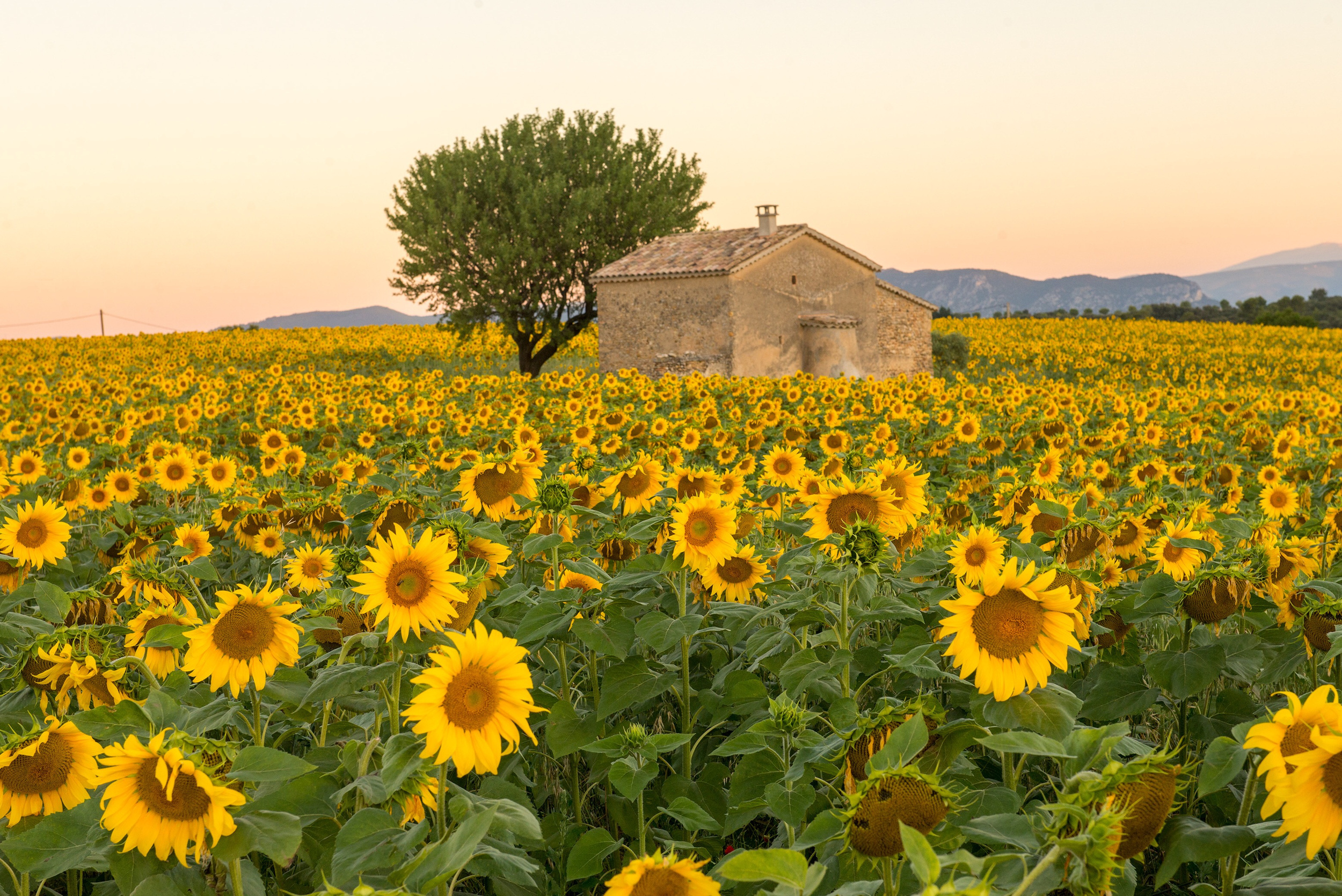 <p>The Dordogne region of France is located in the rural southwest. And driving (or taking the train) through the area during May and June means hundreds of acres of sunflowers will greet you!</p><p>You may also like: <a href='https://www.yardbarker.com/lifestyle/articles/13_cereals_we_loved_as_kids_and_13_we_absolutely_hated/s1__38074599'>13 cereals we loved as kids and 13 we absolutely hated</a></p>