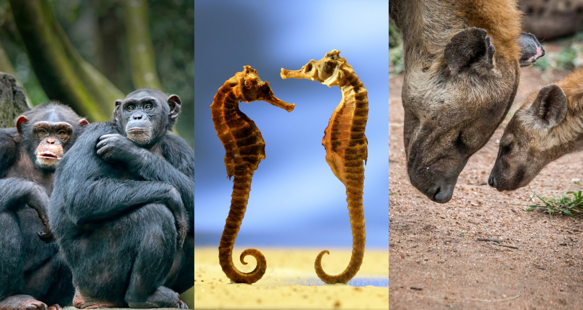 The weirdest mating behaviors in the animal kingdom