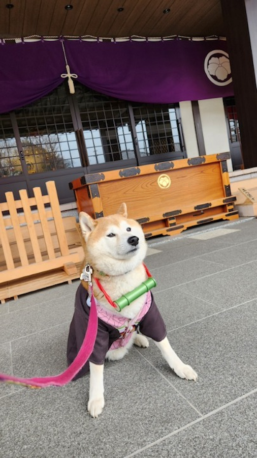 amazon, 雨の日…散歩に向かう柴犬の姿が、あの伝説のデビュー衣装と同じ！「スケスケのやつ」「新メンバーですね」「デビュー曲『shibainu』｣