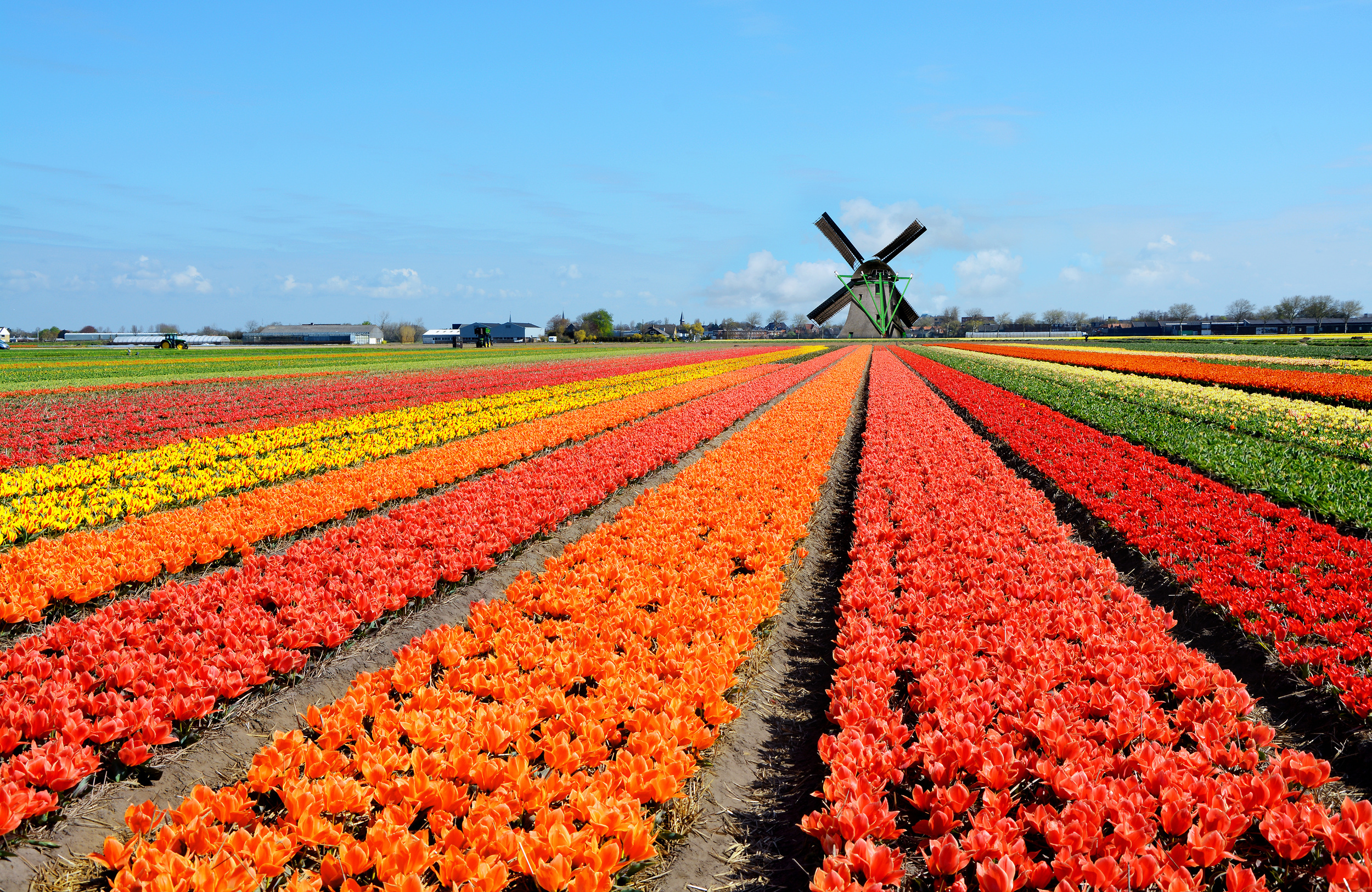 <p>Tulips in the Netherlands are the most famous floral event in Europe, so if you’re planning a trip, do so in advance. And don’t miss Lisse, home to some of the best tulip gardens in the entire country.</p><p><a href='https://www.msn.com/en-us/community/channel/vid-cj9pqbr0vn9in2b6ddcd8sfgpfq6x6utp44fssrv6mc2gtybw0us'>Follow us on MSN to see more of our exclusive lifestyle content.</a></p>