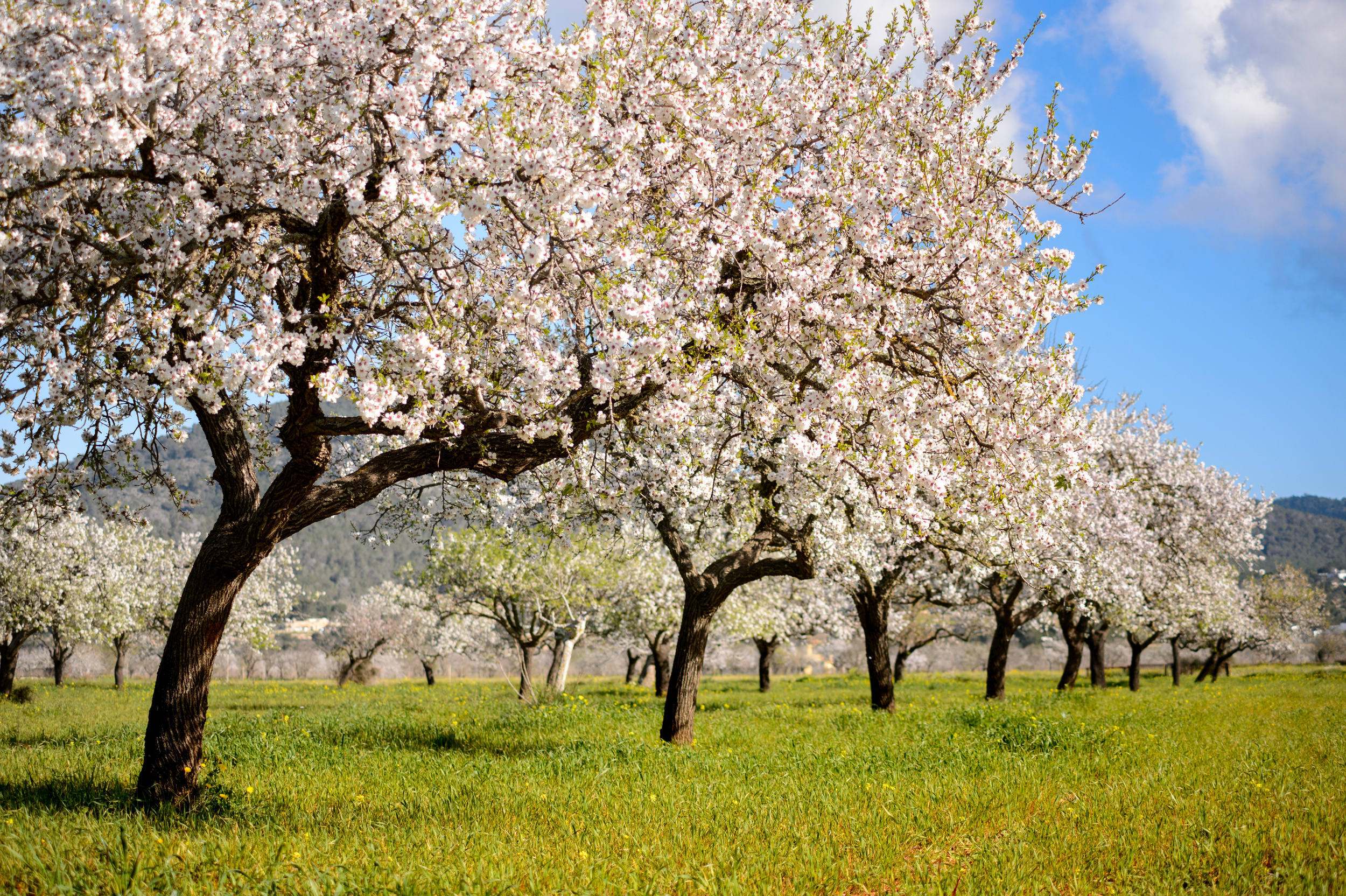 <p>The Pyrenées mountains straddle Spain and France and are perfect for early-season hikes. On the Spanish side, almond trees are known to blossom, providing the most beautiful backdrop for mountain strolls.</p><p>You may also like: <a href='https://www.yardbarker.com/lifestyle/articles/national_bbq_month_21_magnificently_mouth_watering_recipes/s1__37396036'>National BBQ Month: 21 magnificently mouth-watering recipes</a></p>