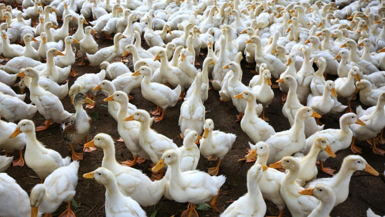 Kerala Bird Flu Outbreak Reported Among Ducks At 2 Places In Alappuzha