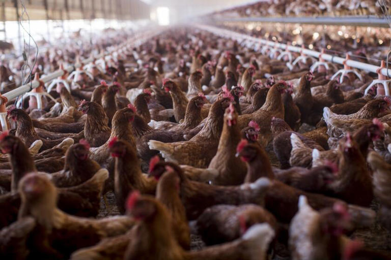 Avian flu outbreak raises a disturbing question: Is our food system ...