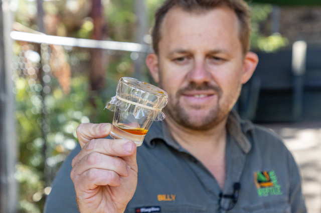 Zoo Keepers Perform Dangerous Health Check On Deadly King Cobra