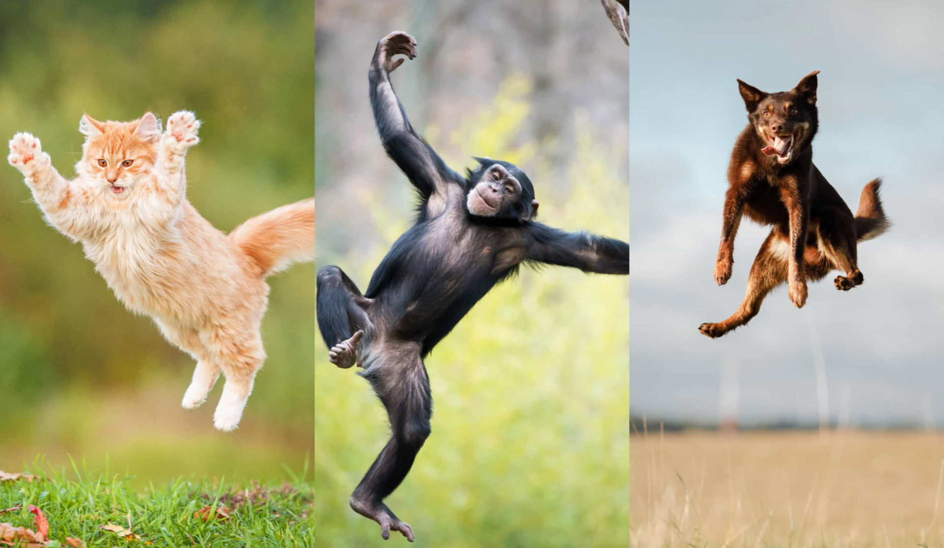 Perfectly-timed photos of animals defying gravity