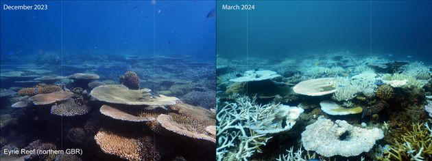 New Photos Show Just How Bad Mass Coral Bleaching Is On The Great ...