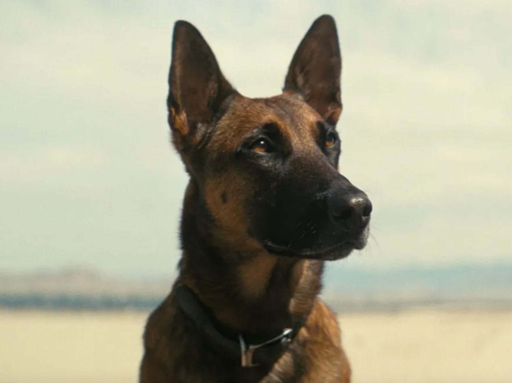 From the adorable yet vicious CX404 in 'Fallout' to Lassie: The best ...