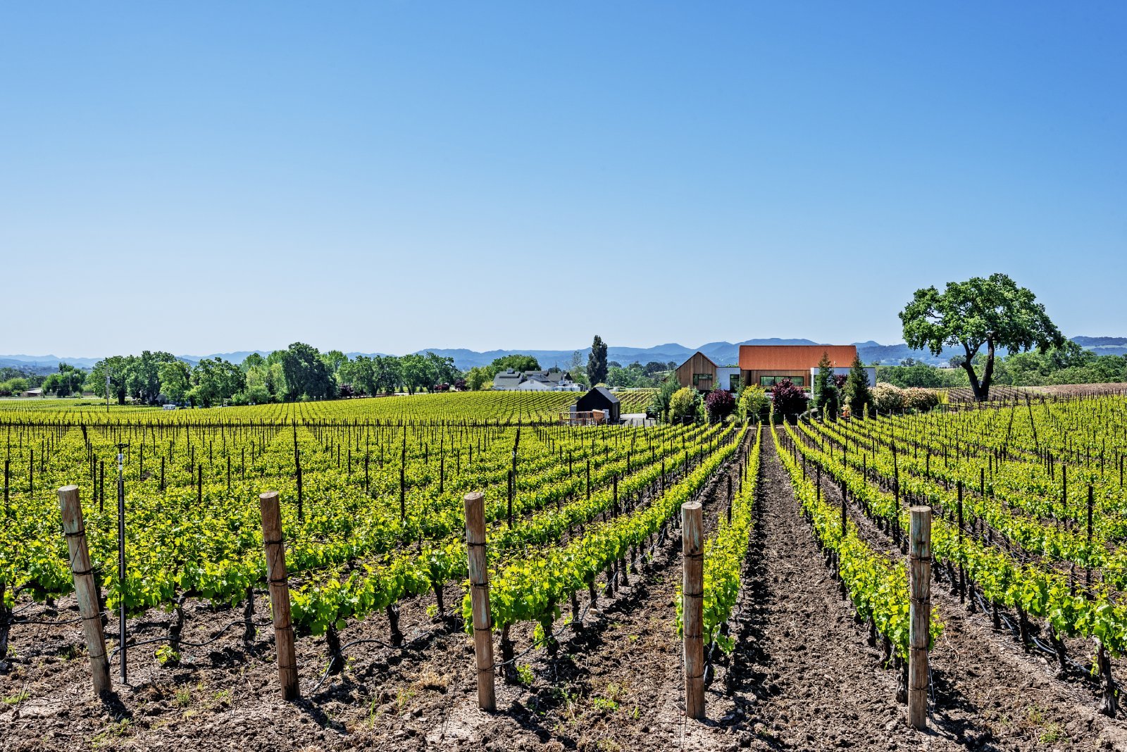 <p class="wp-caption-text">Image Credit: Shutterstock / randy andy</p>  <p><span>Spanning from Santa Barbara to Monterey, the Central Coast is a vast area that produces a wide variety of wines, from robust reds to delicate whites.</span></p>