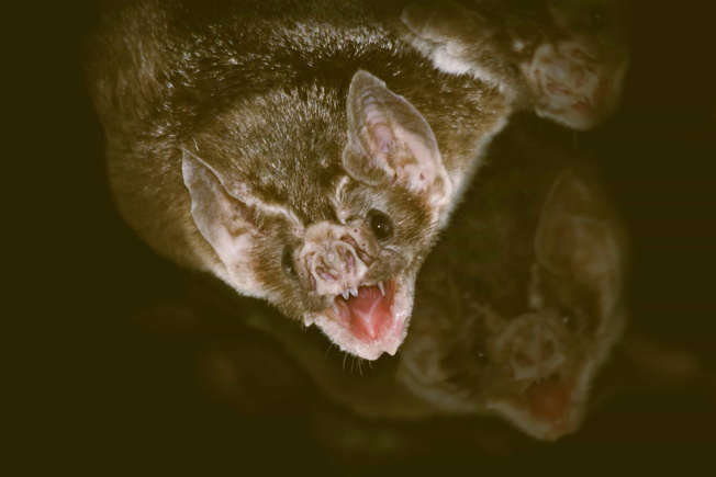 Morcegos vampiros