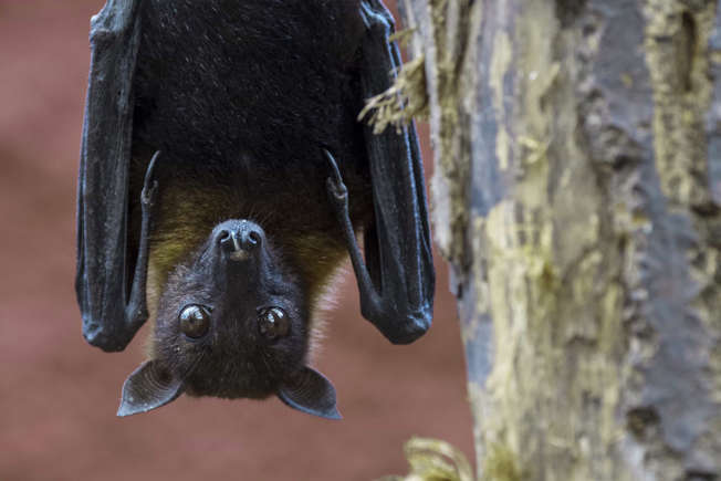 Quanto maior o morcego, melhor a visão