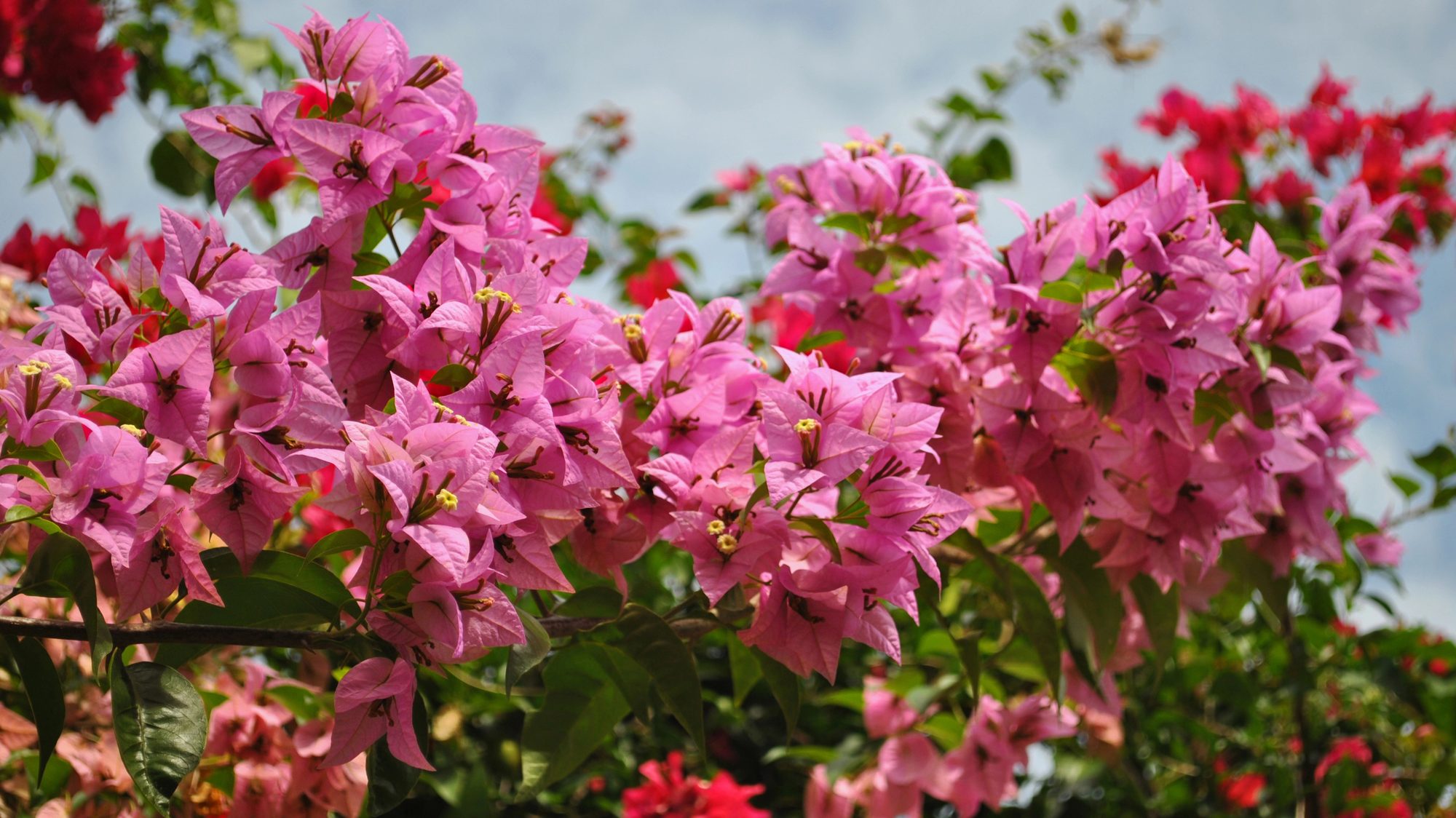 Clone Your Garden Favorites by Propagating These 18 Flowering Plants