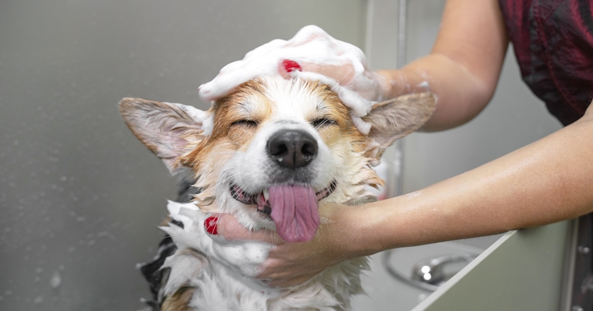 hvor ofte bør din hund komme i bad? læs svaret her