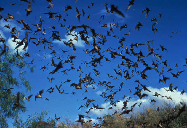 A maior colônia de morcegos do mundo