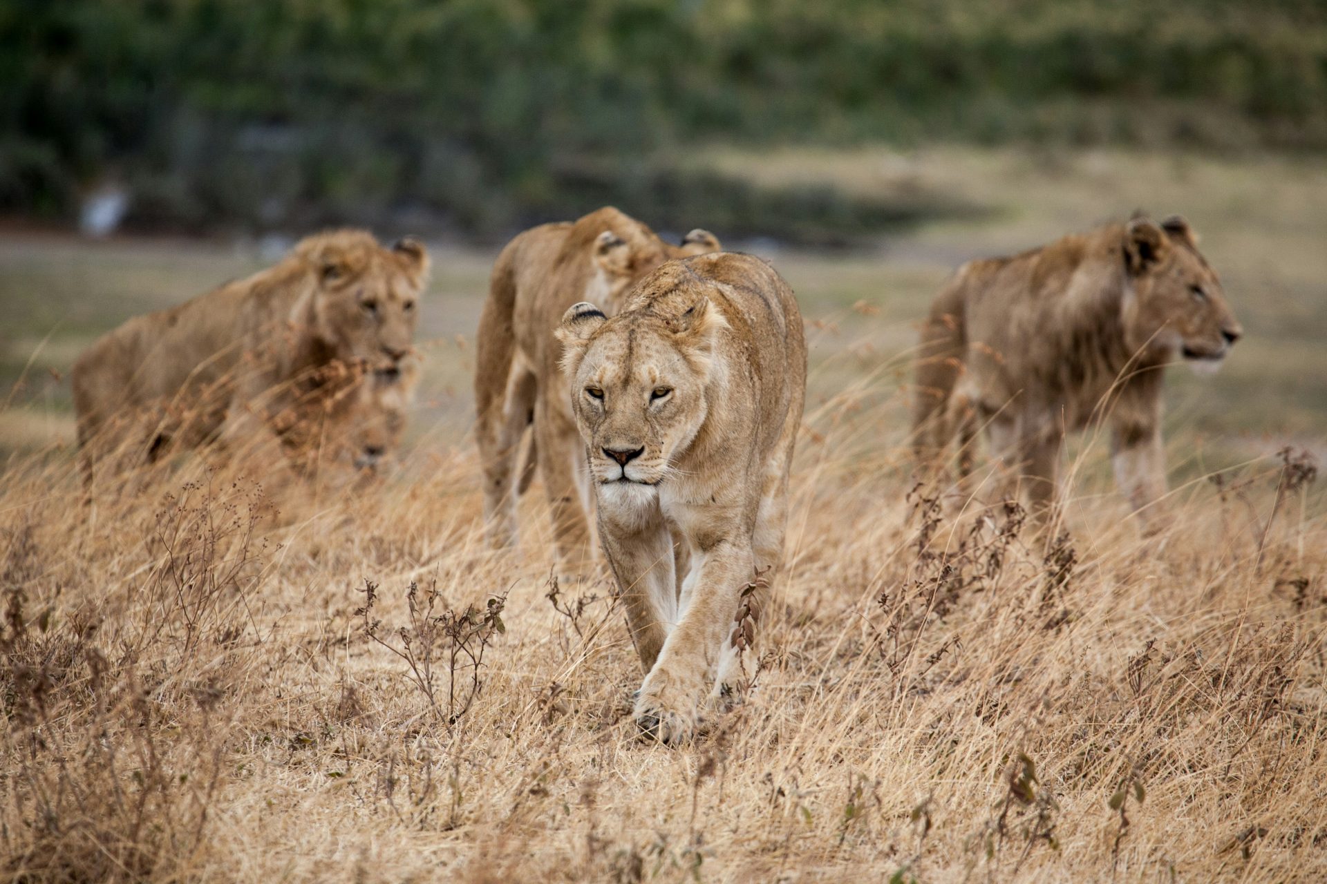 Why don’t animals attack humans more often?