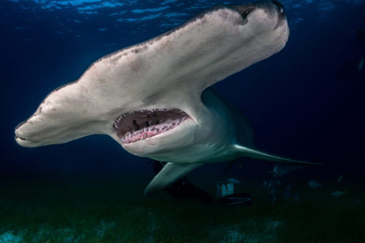 15 Facts About Hammerhead Sharks