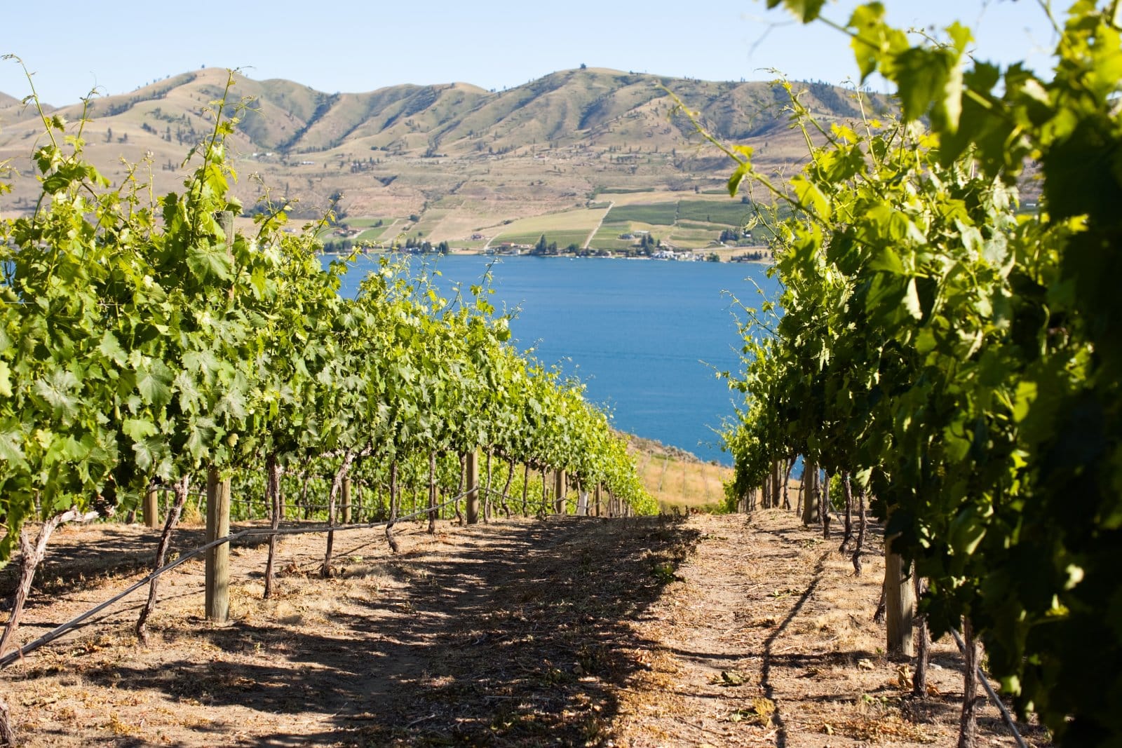 <p class="wp-caption-text">Image Credit: Shutterstock / Jacquelynn Brynn</p>  <p><span>Encompassing most of Washington’s wine production, Columbia Valley is vast and varied, producing everything from crisp Rieslings to powerful Syrah.</span></p>