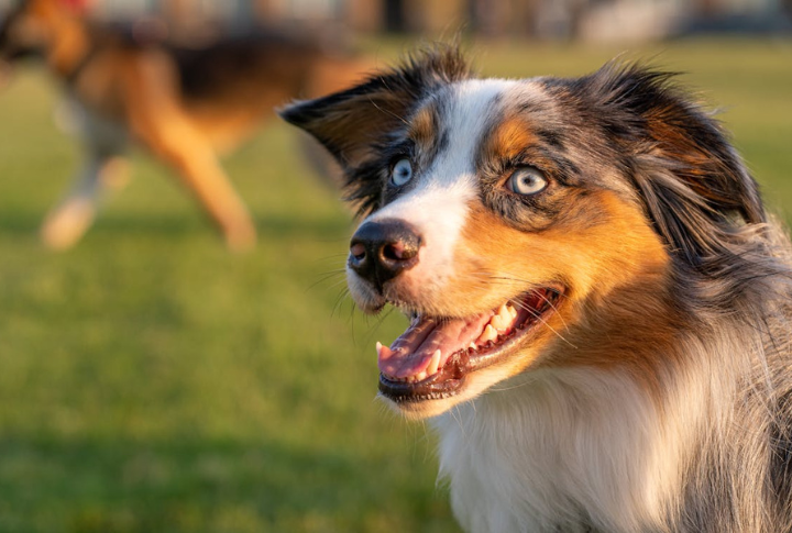 15 Intriguing Facts about Miniature Australian Shepherds