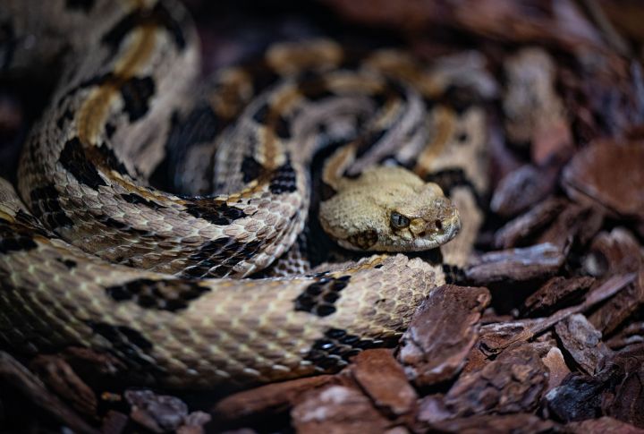 Exploring the Fascinating World of American Snakes