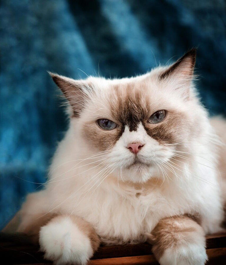 Unveiling The Biggest Cat Breeds