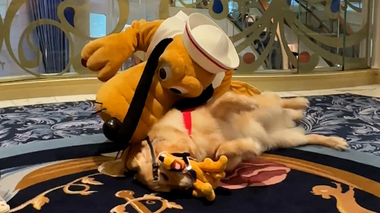 Forest, a multi-purpose service golden retriever, is greeted by his favorite character, Pluto, while traveling with his owner on a Disney Cruise.