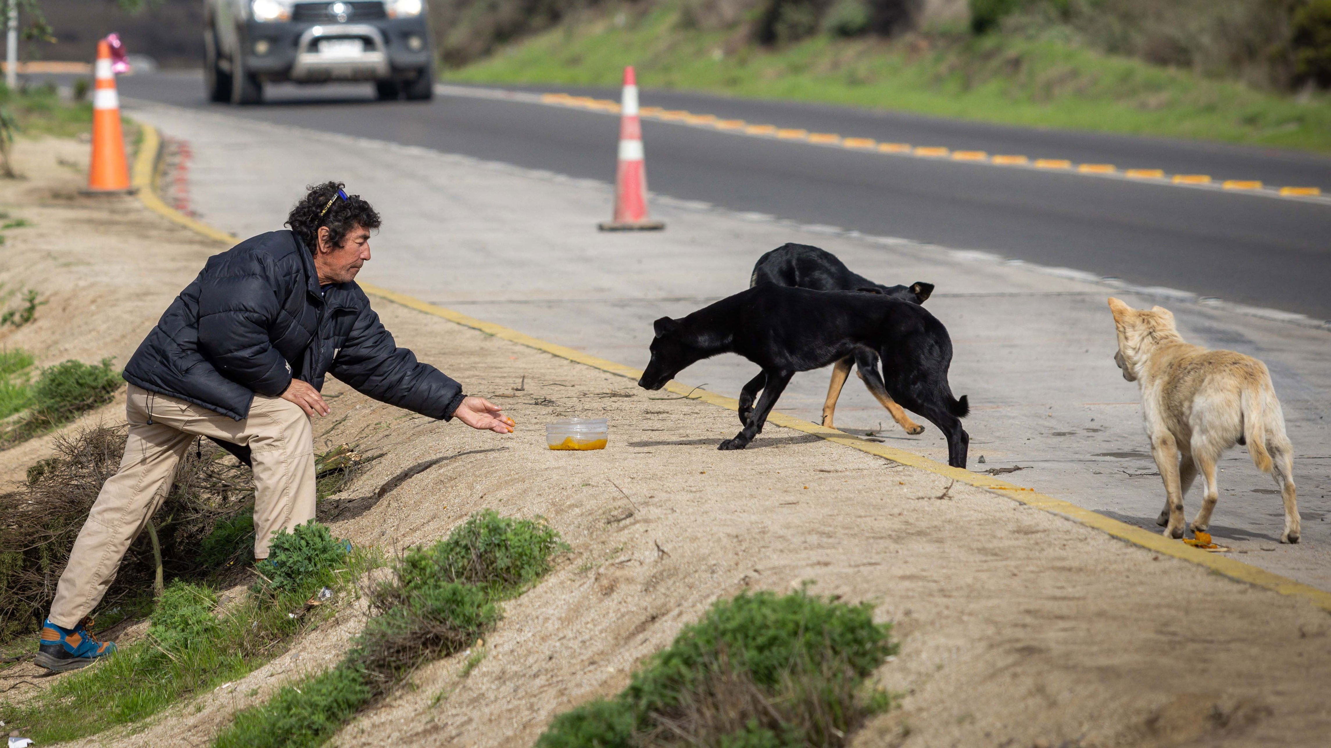 el rechazo a la caza de perros asilvestrados en chile enfrenta a los diputados oficialistas con los ambientalistas