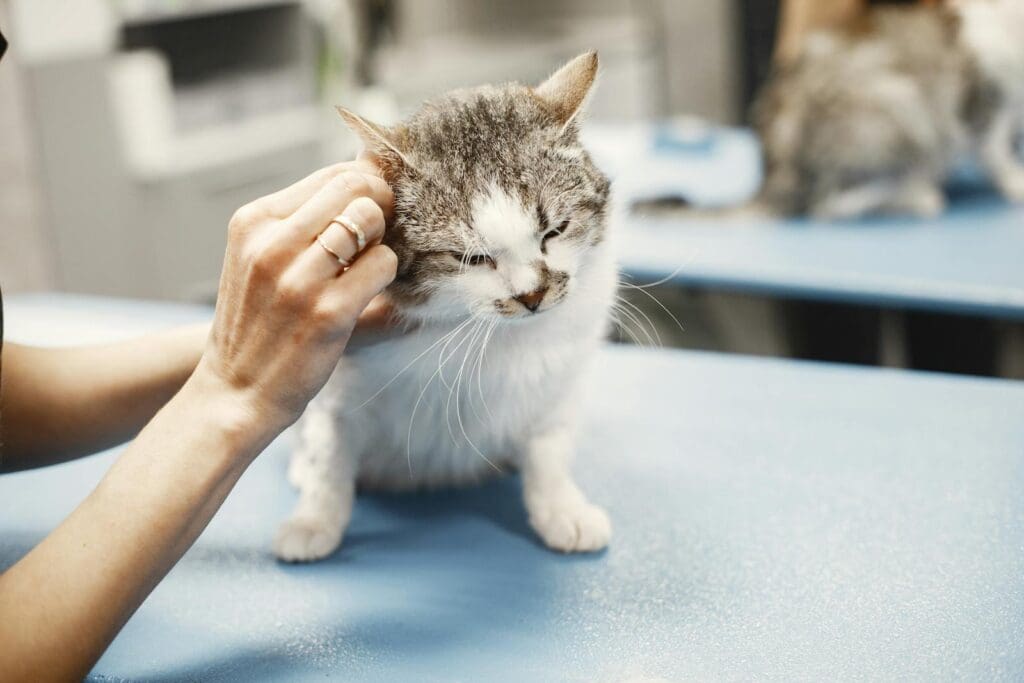 Cat Getting Ears Cleaned by a Vet