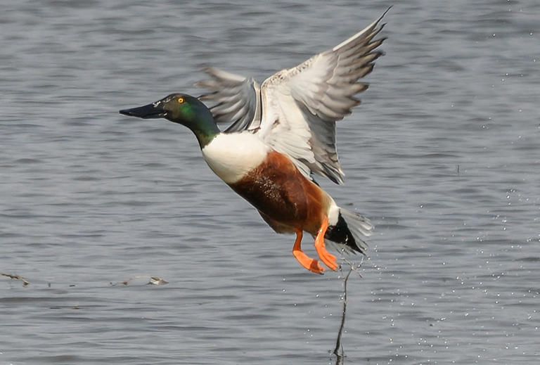 Hummingbirds Are Migrating Back To Wisconsin. You Can Use This Map To 