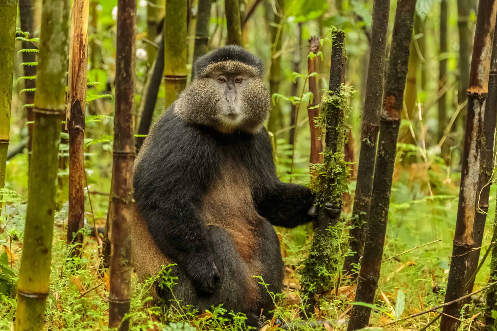 <p>Though this small Central African country still conjures memories of its troubled past, it has emerged as a beacon of hope, resilience, and natural beauty. Trekking through a dense jungle and coming face-to-face with a mountain gorilla family was incredibly humbling. Their human-like expressions and familial interactions left a profound impact.</p>