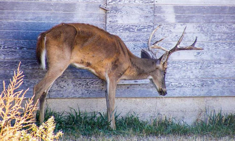 Two hunters 'become first Americans to die from ZOMBIE DEER disease'