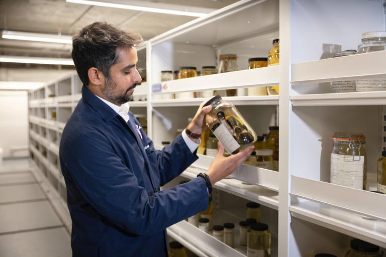 Lead author Prosanta Chakrabarty in the fish collections of the Louisiana State University Museum of Natural Science where many specimens from the Gulf of Mexico are housed. Credit: Eddy Perez, LSU