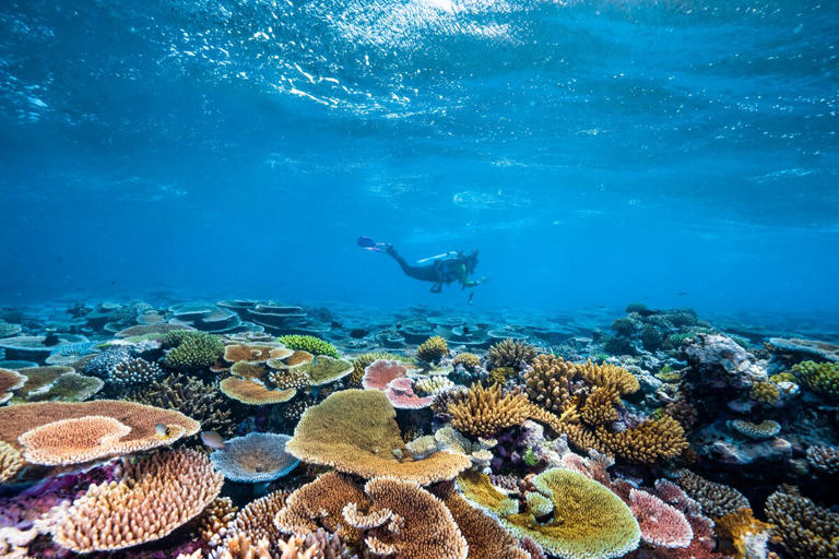 You Can Now See the Great Barrier Reef In Stunning Detail, from Home