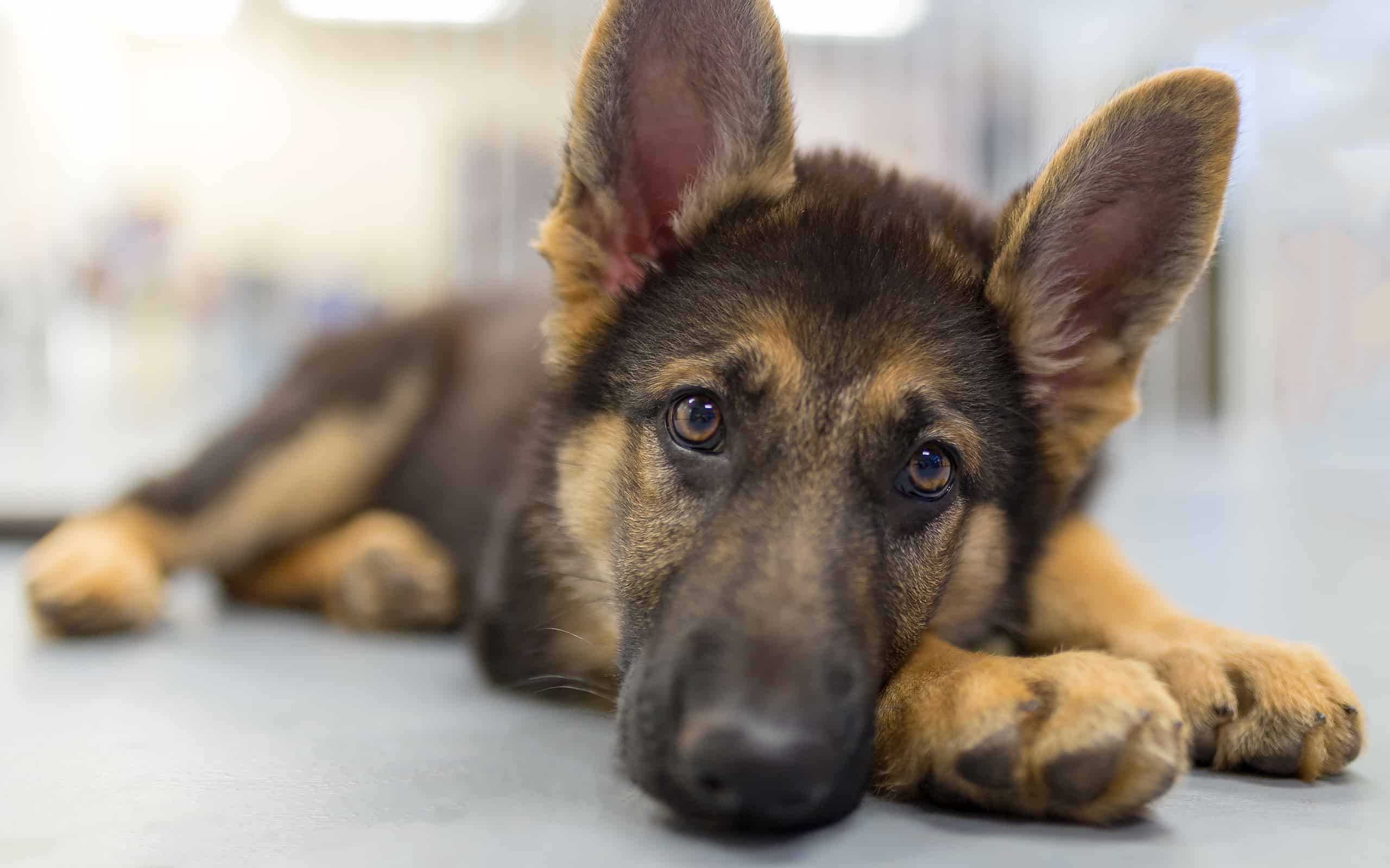 The Most Popular Dogs Around the World