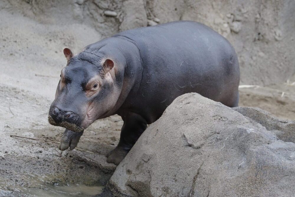 Everything you need to know about hippos