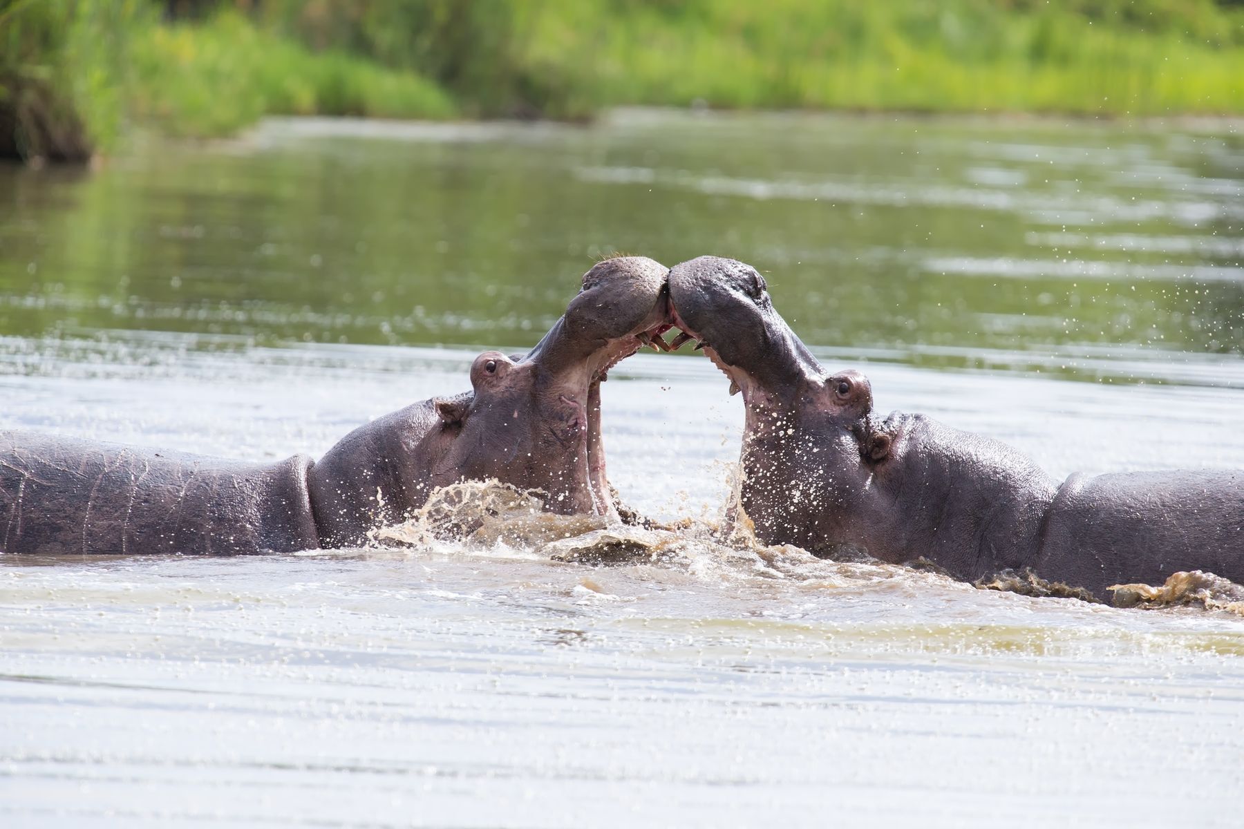 Everything you need to know about hippos