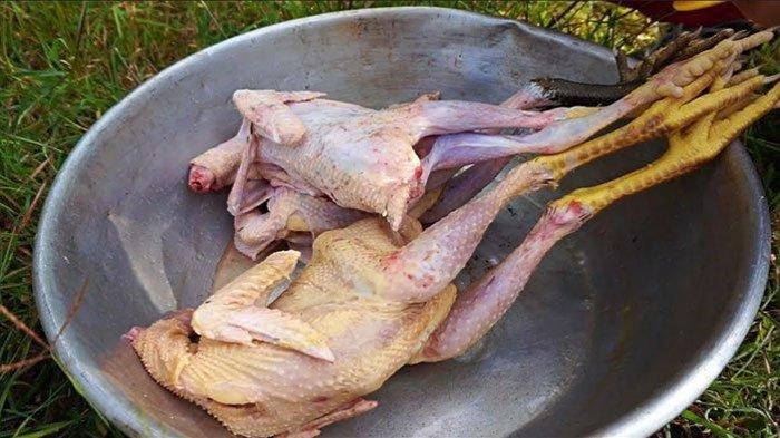 5 manfaat kesehatan dari ayam kampung,olahan lezat yang disukai banyak orang