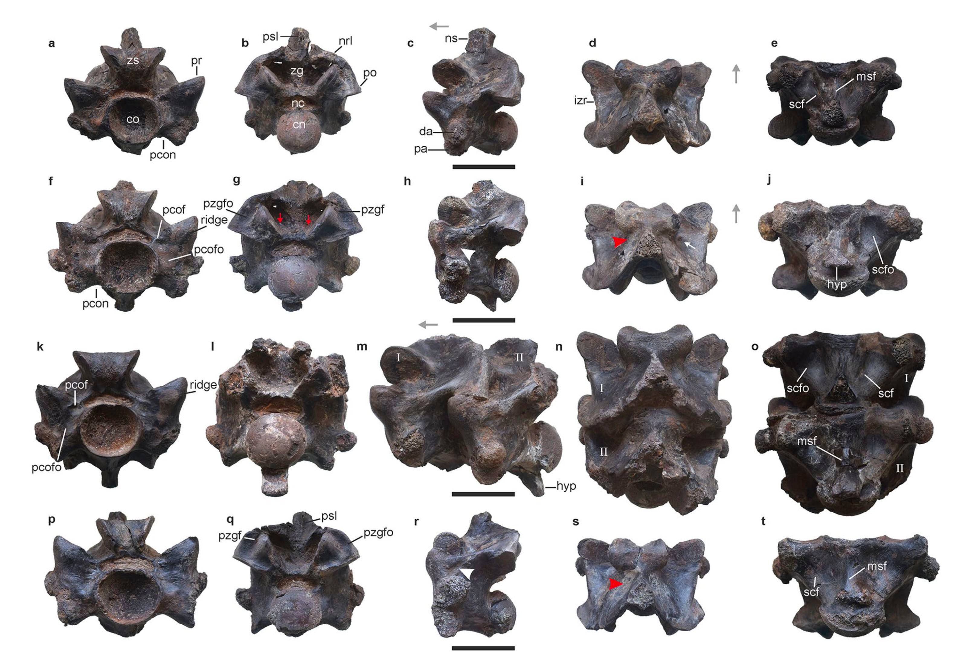 광산서 나온 척추뼈 27조각… 4700만 년 전 ‘15m’ 거대 생명체였다