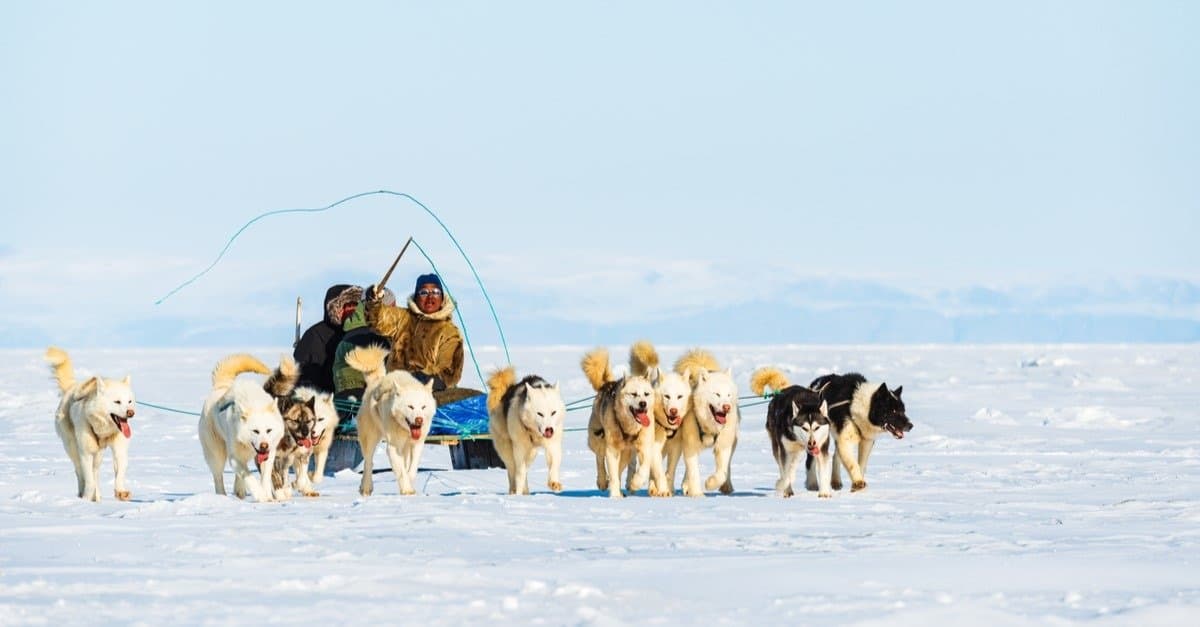 <p>Antarctic explorers brought sled dogs to the continent as early as 1899. Dogs continued to be part of scientific teams there until an international treaty in 1994 banned all non-indigenous animals on the continent except humans. Some breeds that used to be kept on the continent were wolf-husky hybrids, <a href="https://iacsi.hi.is/issues/2017_volume_11/3_article_vol_11.pdf">Greenland dogs</a>, and <a href="https://www.youtube.com/watch?v=z1gMxOqz86w">Argentine polar dogs </a>(now extinct).</p><p>Sharks, lions, alligators, and more! Don’t miss today’s latest and most exciting animal news. <strong><a href="https://www.msn.com/en-us/channel/source/AZ%20Animals%20US/sr-vid-7etr9q8xun6k6508c3nufaum0de3dqktiq6h27ddeagnfug30wka">Click here to access the A-Z Animals profile page</a> and be sure to hit the <em>Follow</em> button here or at the top of this article!</strong></p> <p>Have feedback? Add a comment below!</p>