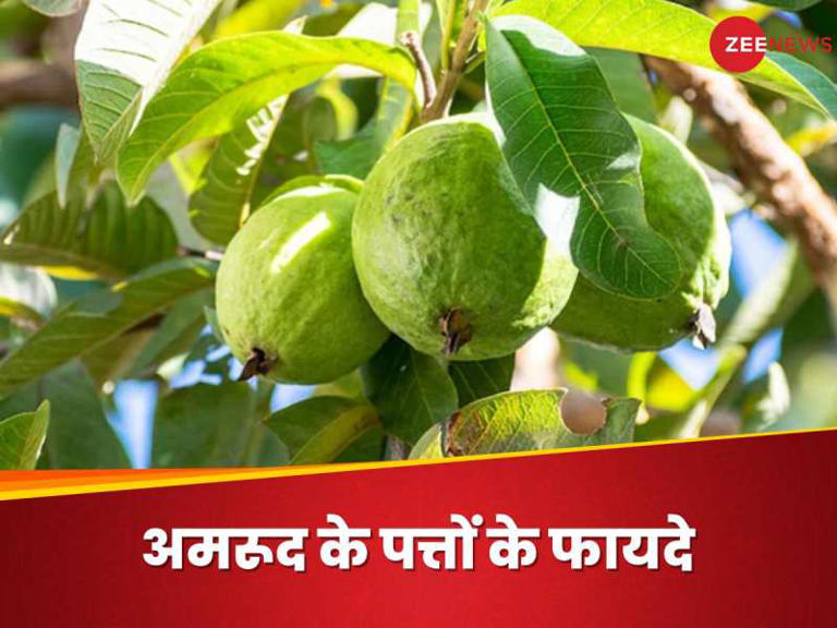 Guava Leaves: अमरूद ही नहीं, इसके पत्ते भी हैं बड़े काम के, जानिए किस ...