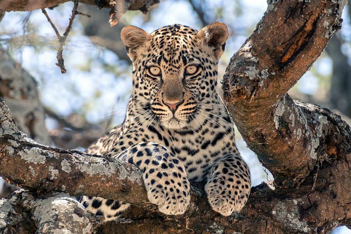 <p><strong>Lifespan:</strong> 12 to 15 years</p> <p><strong>Weight: </strong>17 to 65 kg</p> <p><strong>Conservation status: </strong>Vulnerable</p> <ul>   <li>The leopard is nocturnal, solitary and secretive, staying hidden during the day. They are the least seen of the Big Five. </li>   <li>Leopards are excellent at climbing trees and will often safeguard their kill in a tree to prevent lions and hyenas from stealing it.</li>   <li>They can drag prey weighing up to three times their own body weight up into trees over 20 feet (6 meters) tall.</li>   <li>Leopards don't roar, they bark and snarl. When they are happy they even purr! </li>  </ul>           Sharks, lions, tigers, as well as all about cats & dogs!           <a href='https://www.msn.com/en-us/channel/source/Animals%20Around%20The%20Globe%20US/sr-vid-ryujycftmyx7d7tmb5trkya28raxe6r56iuty5739ky2rf5d5wws?ocid=anaheim-ntp-following&cvid=1ff21e393be1475a8b3dd9a83a86b8df&ei=10'>           Click here to get to the Animals Around The Globe profile page</a><b> and hit "Follow" to never miss out.</b>