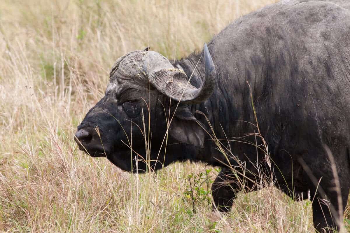 <p><strong>Lifespan:</strong> 20 years</p> <p><strong>Weight: </strong>590 kg</p> <p><strong>Conservation status: </strong>Least concern</p> <ul>   <li> Buffalo are formidable and unpredictable and are known as one of the most dangerous animals when cornered. They are said to have killed more hunters in <a href="https://www.animalsaroundtheglobe.com/animals-in-africa/">Africa than any other animal</a>, mostly as a result of being wounded during a hunt.</li>   <li>Buffalo are estimated to kill over 200 people every year earning them the reputation and nickname of ‘Black Death' and ‘Widow Maker'.</li>   <li>A buffalo's primary predator is the lion. When a buffalo has been caught or hurt by a lion, another buffalo will try to rescue them. Buffalo have often been observed killing a lion after it has killed a member of the group.</li>  </ul>           Sharks, lions, tigers, as well as all about cats & dogs!           <a href='https://www.msn.com/en-us/channel/source/Animals%20Around%20The%20Globe%20US/sr-vid-ryujycftmyx7d7tmb5trkya28raxe6r56iuty5739ky2rf5d5wws?ocid=anaheim-ntp-following&cvid=1ff21e393be1475a8b3dd9a83a86b8df&ei=10'>           Click here to get to the Animals Around The Globe profile page</a><b> and hit "Follow" to never miss out.</b>