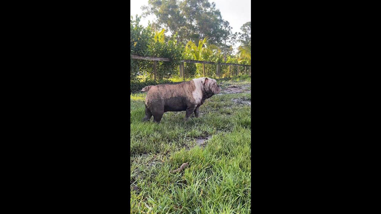 Bulldogs Play in Mud Puddles