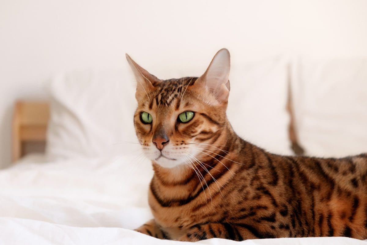 10 Most Intelligent Cat Breeds