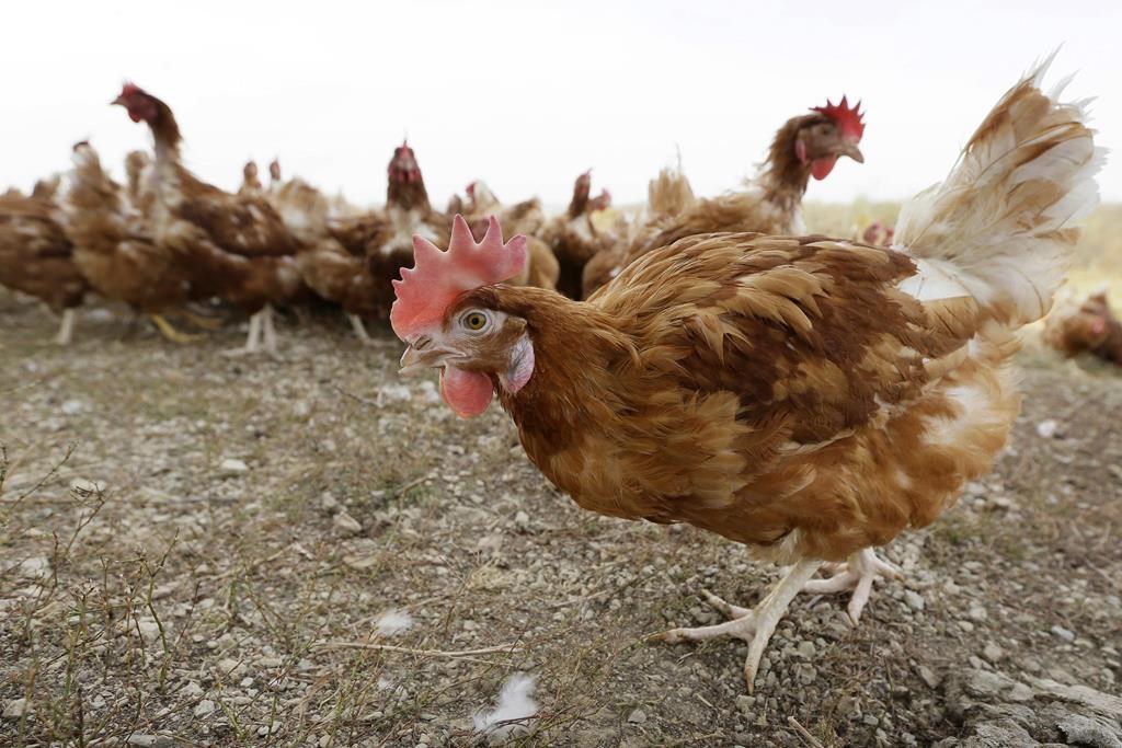 bird flu risk to humans an ‘enormous concern,’ who says. here’s what to know